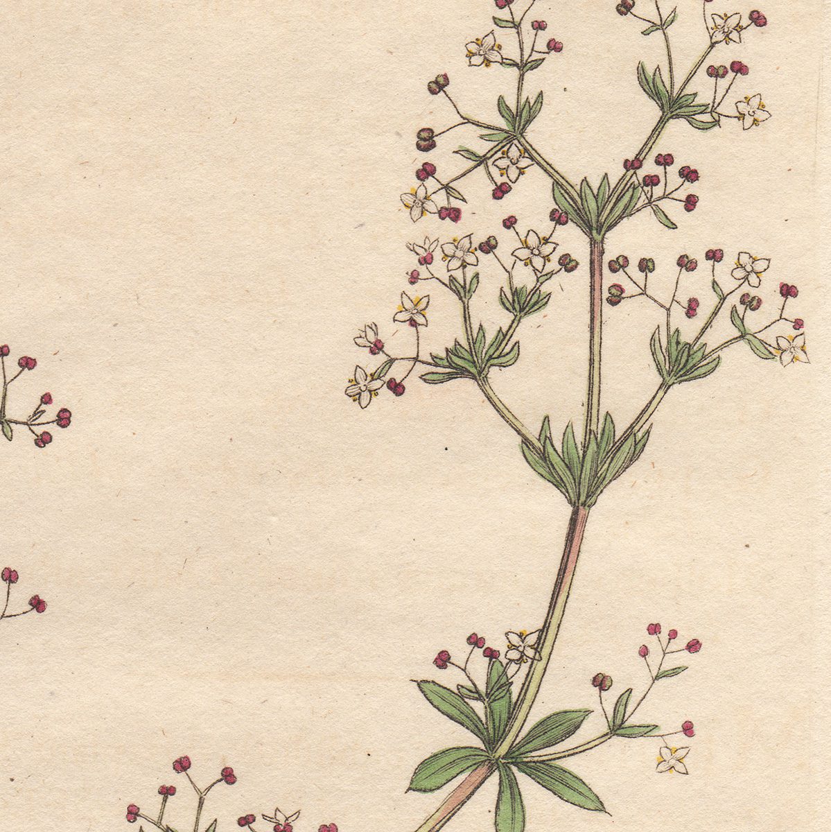 Sowerby Botany Plate 815 Smooth Heath Bed-straw - Image 2