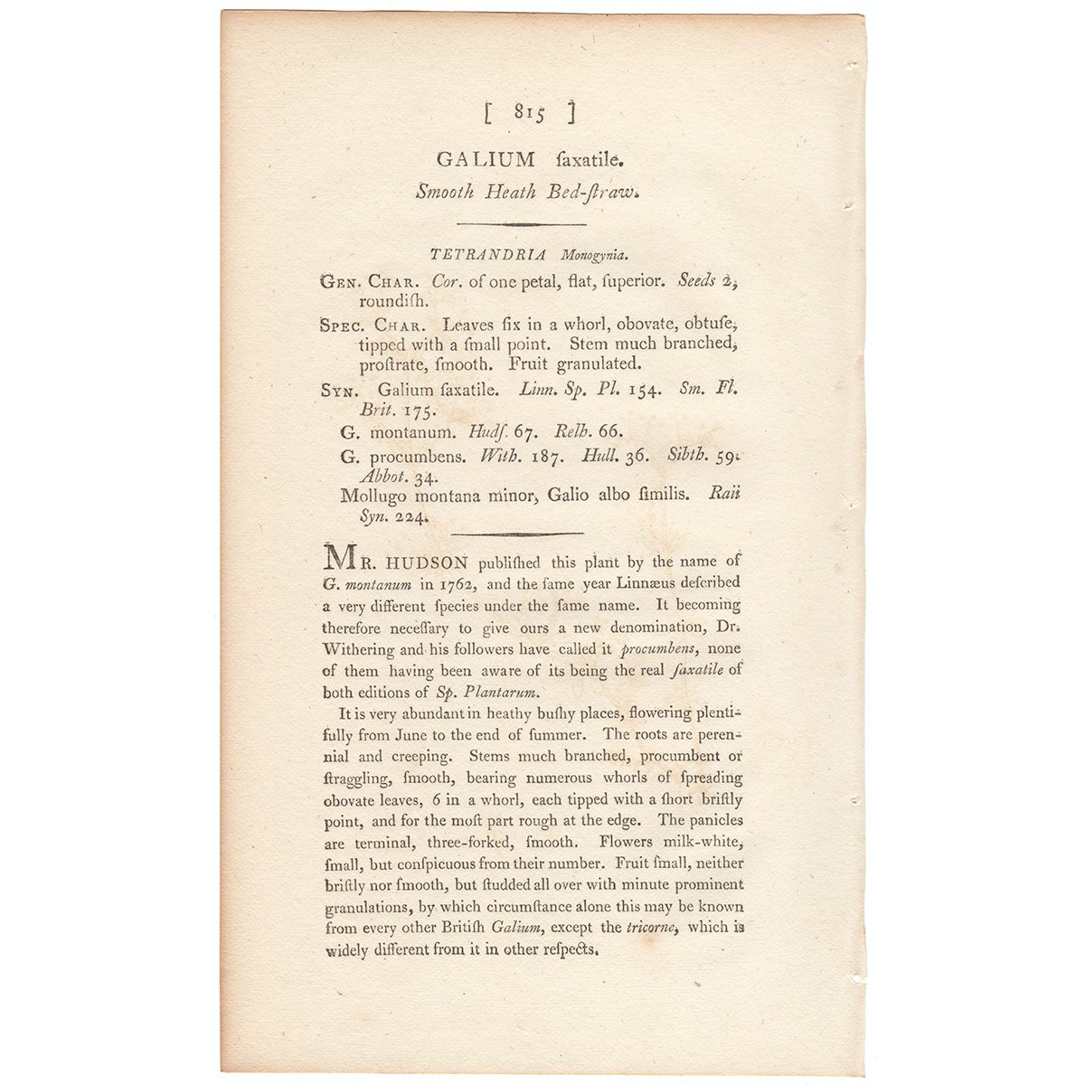 Sowerby Botany Plate 815 Smooth Heath Bed-straw - Image 3