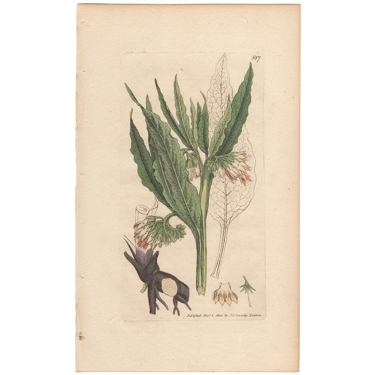 Sowerby Botany Plate 817 Common Comfrey