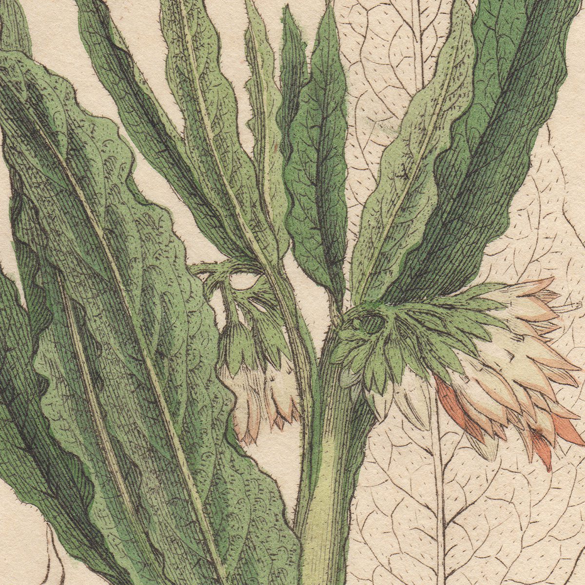 Sowerby Botany Plate 817 Common Comfrey - Image 2