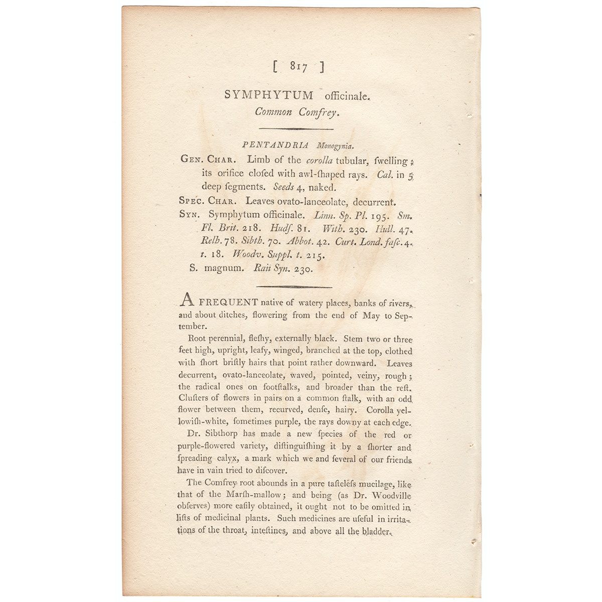 Sowerby Botany Plate 817 Common Comfrey - Image 3