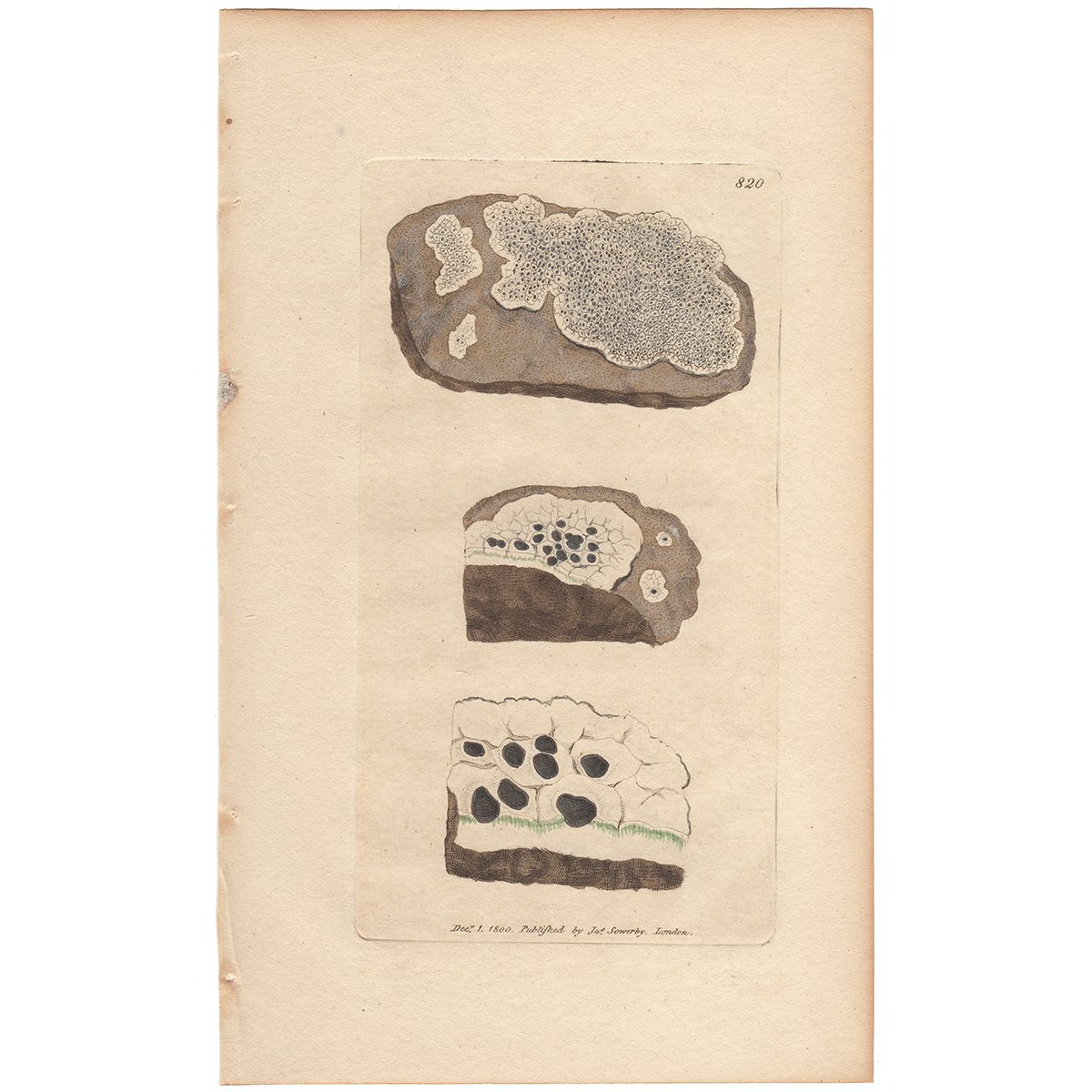 Sowerby Botany Plate 820 Grey Cluster-shielded Lichen