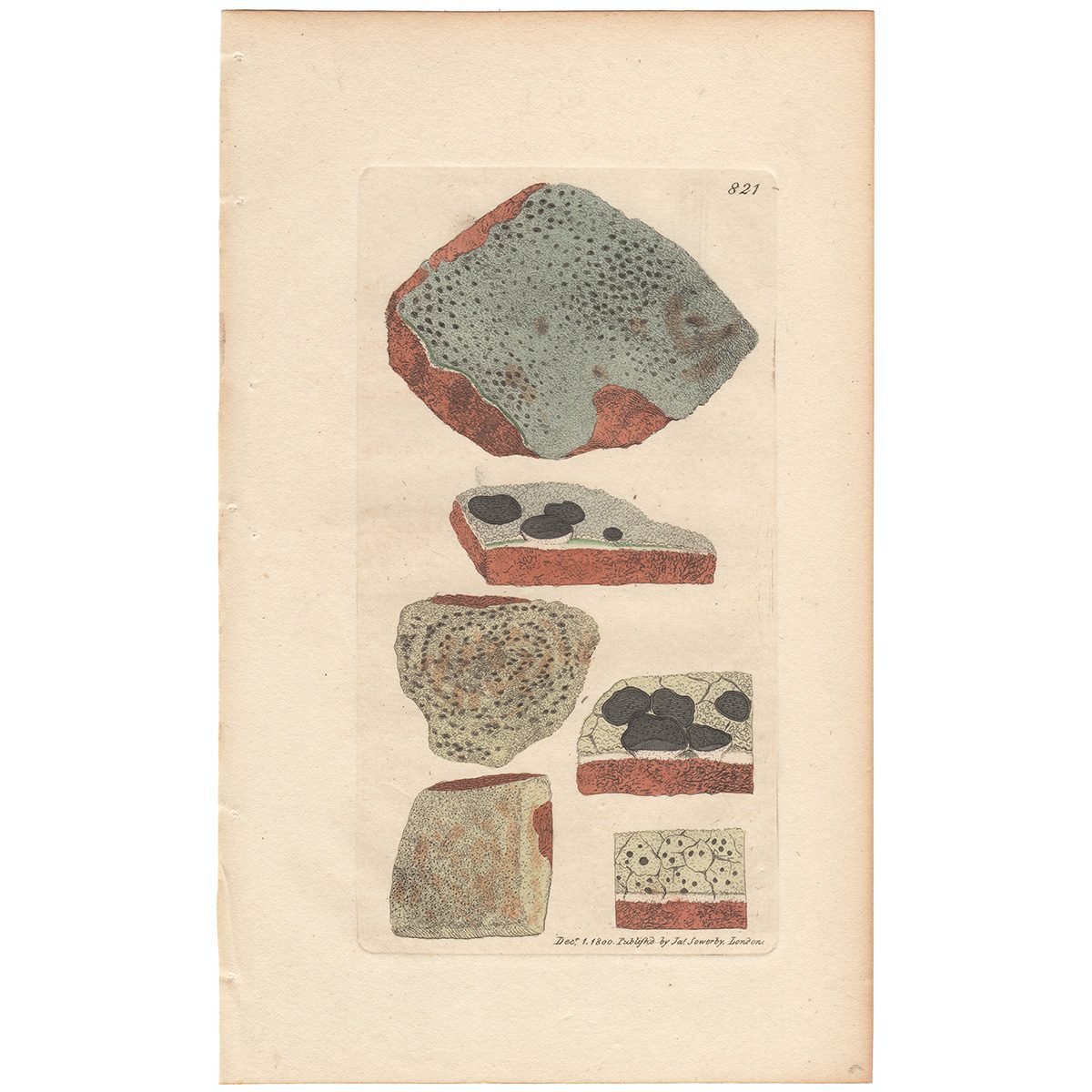 Sowerby Botany Plate 821 Glaucous crowded-shielded Lichen