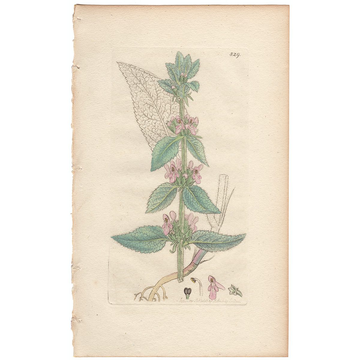 Sowerby Botany Plate 829 Downy Woundwort
