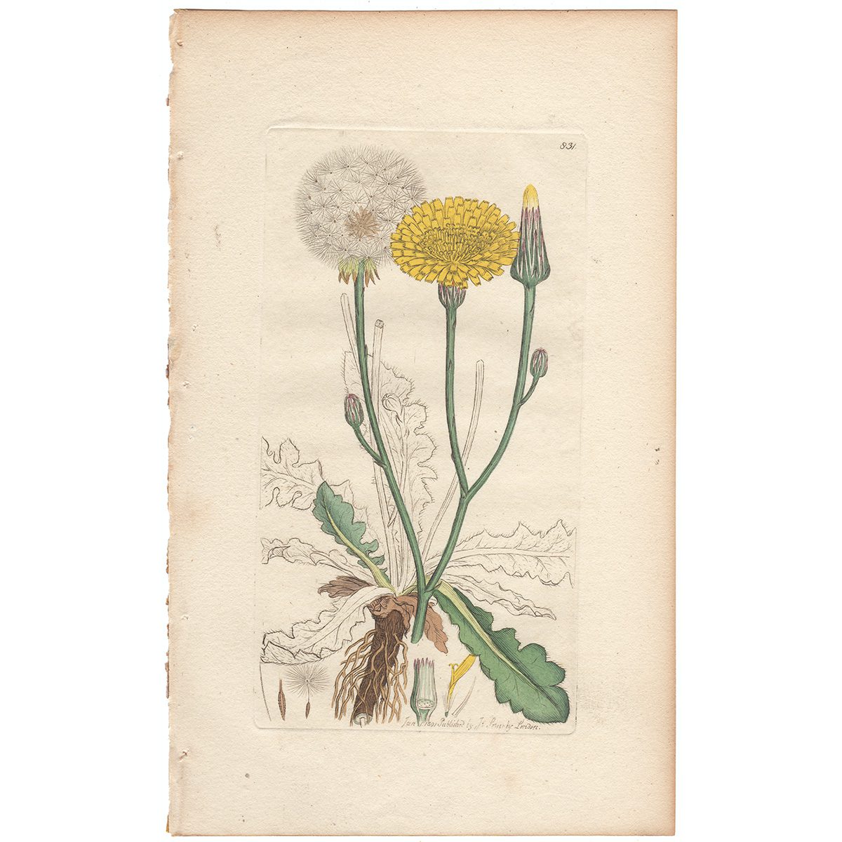 Sowerby Botany Plate 831 Long-rooted Cat's-ear