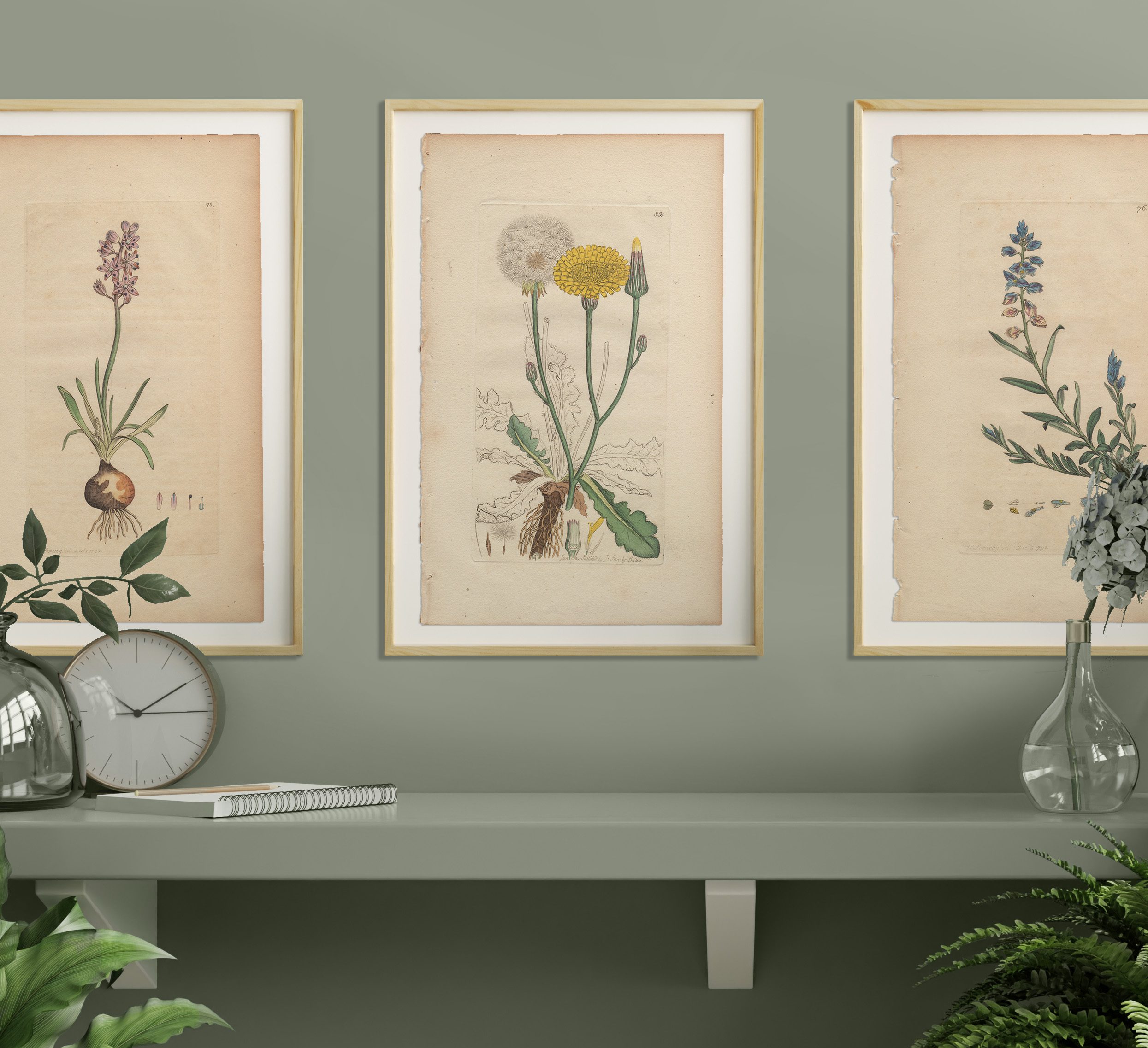 Sowerby Botany Plate 831 Long-rooted Cat's-ear - Image 4