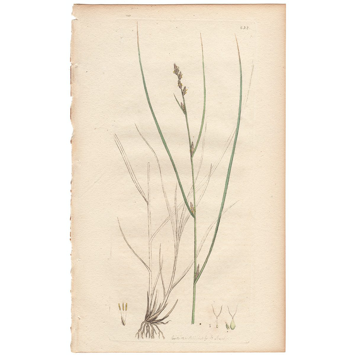 Sowerby Botany Plate 832 Remote Carex