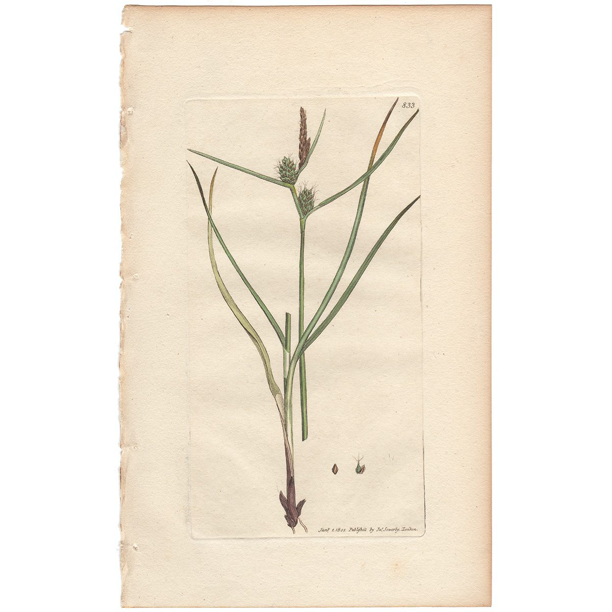 Sowerby Botany Plate 833 Long-bracteated Carex