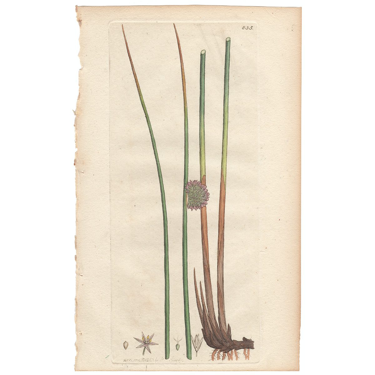 Sowerby Botany Plate 835 Common Rush