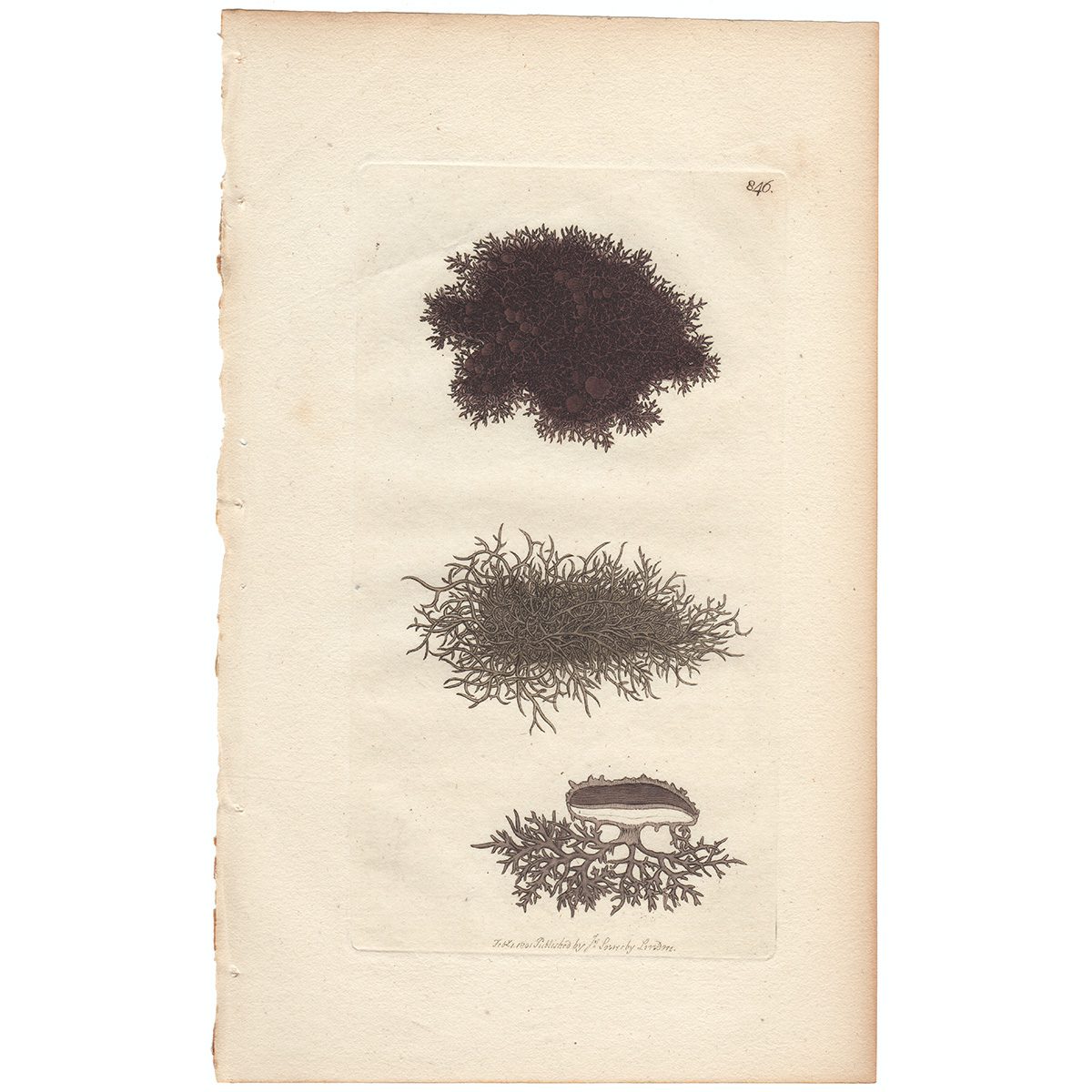 Sowerby Botany Plate 846 Black Woolly Lichen