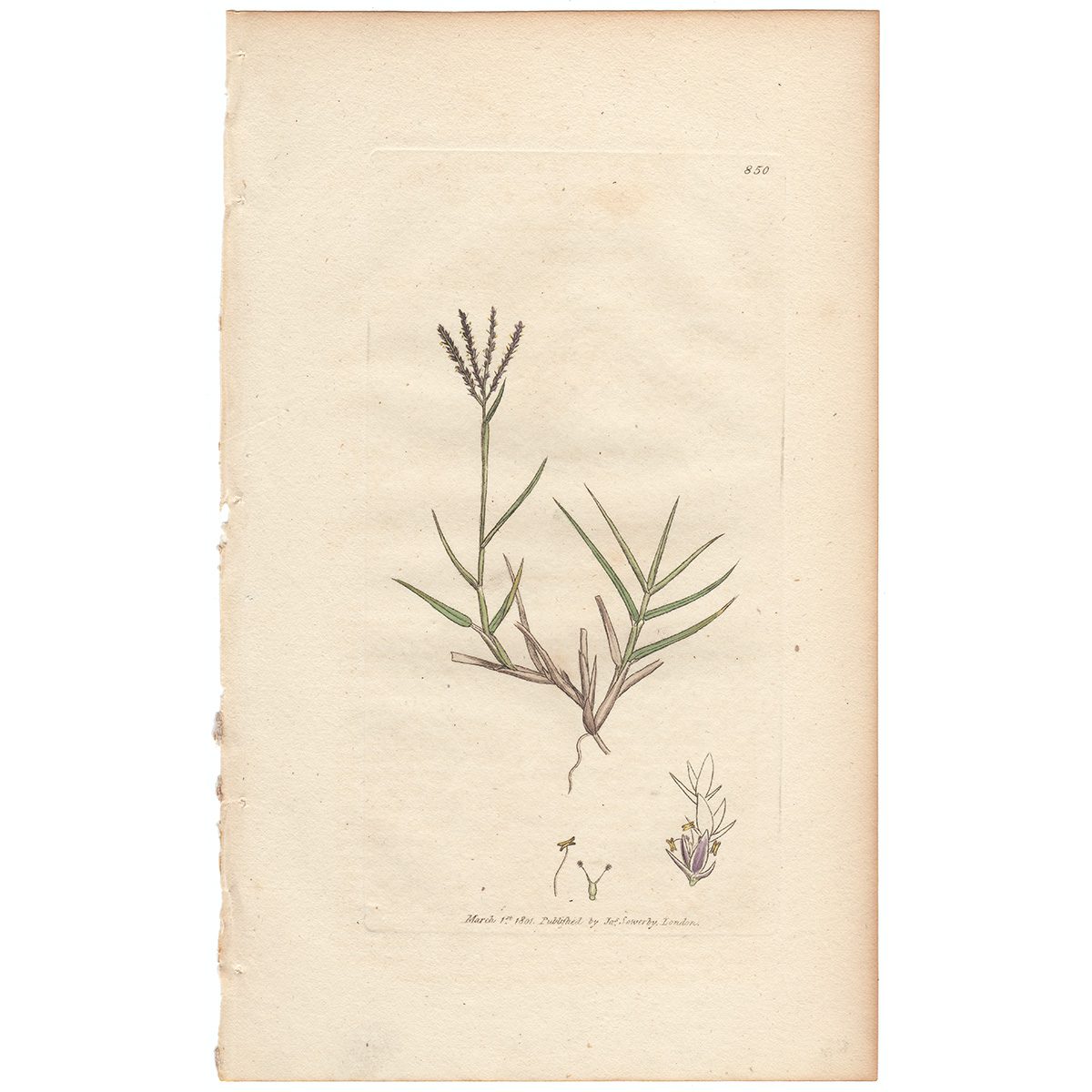Sowerby Botany Plate 850 Creeping Panick-grass
