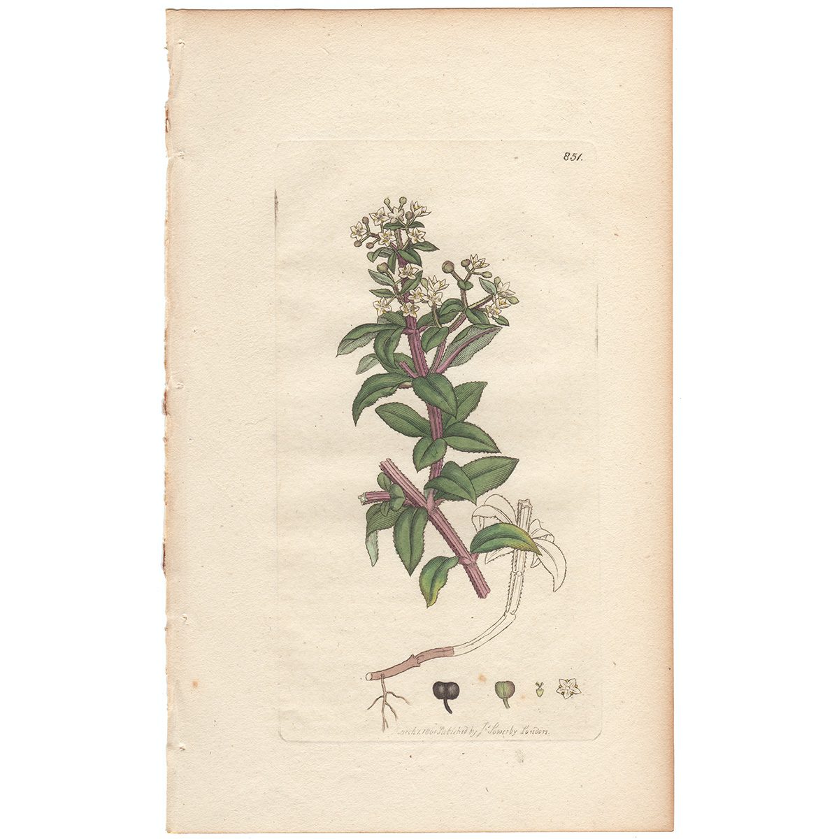 Sowerby Botany Plate 851 Wild Madder