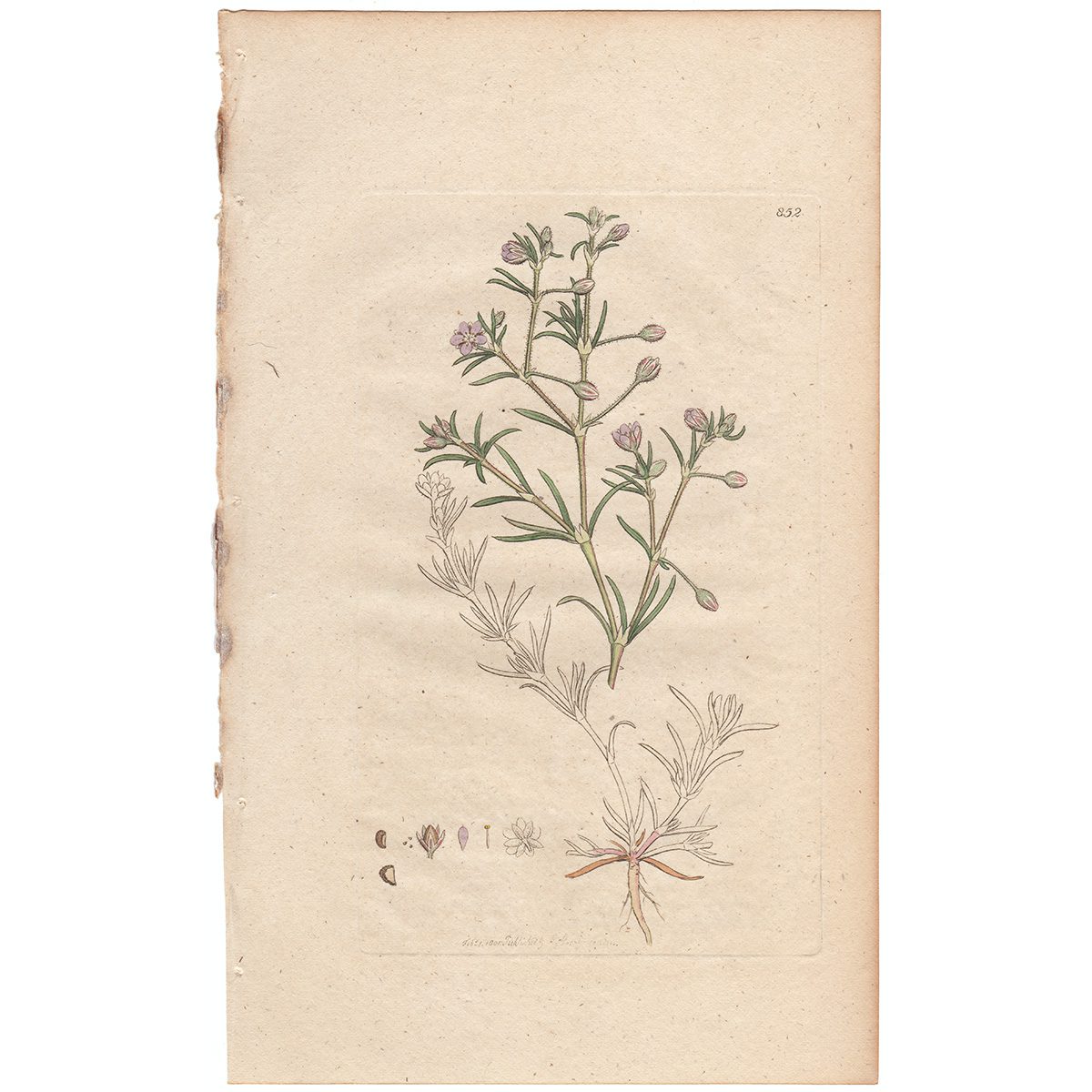 Sowerby Botany Plate 852 Purple Sandwort