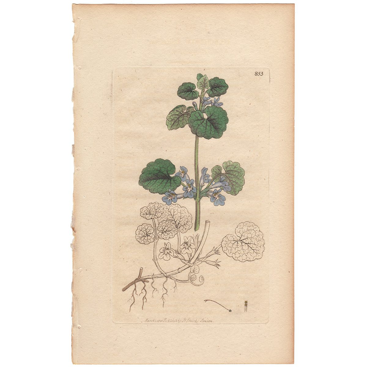 Sowerby Botany Plate 853 Ground - Ivy