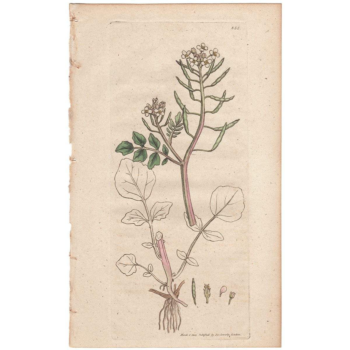 Sowerby Botany Plate 855 Water Cress