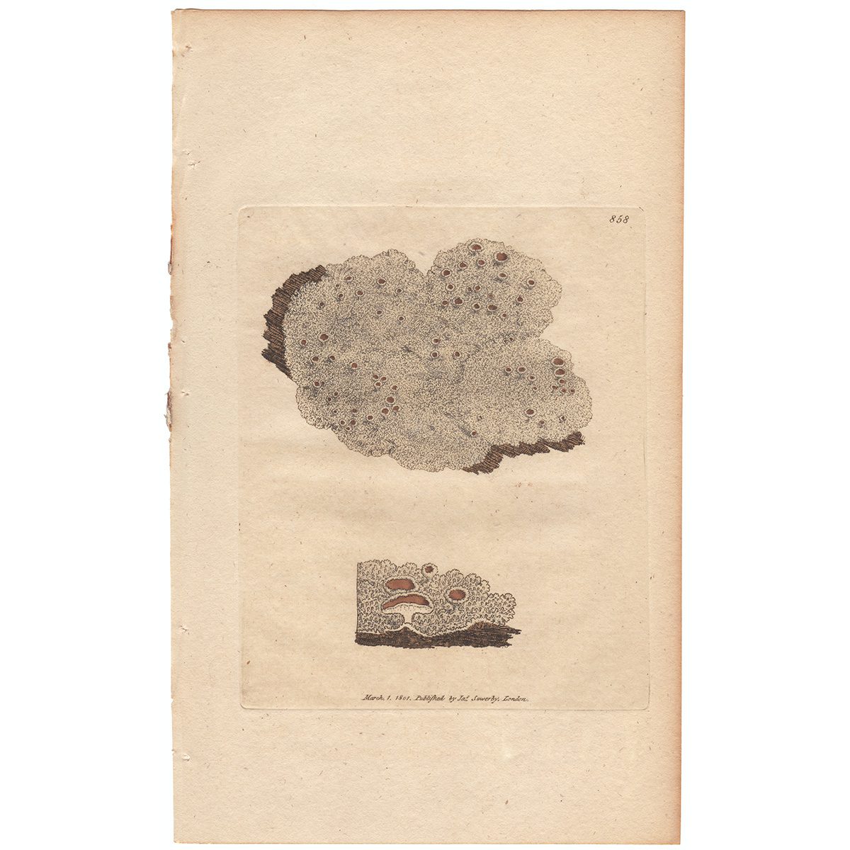 Sowerby Botany Plate 858 Mealy Spreading Lichen