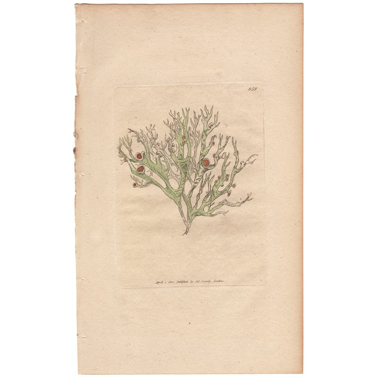 Sowerby Botany Plate 859 Ragged hoary Lichen