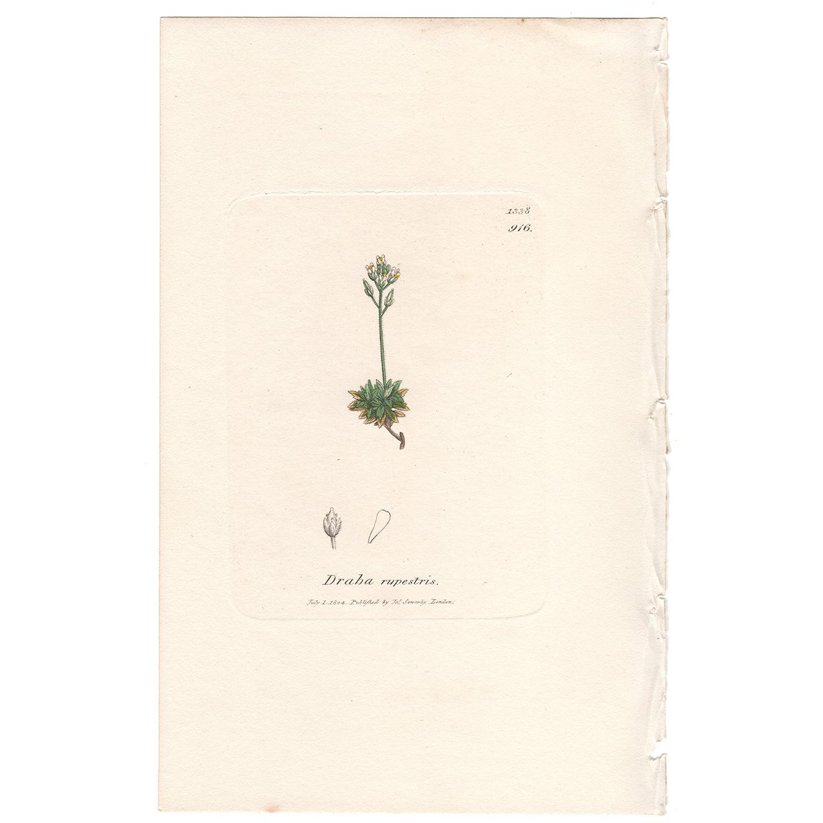 Sowerby Botany Plate 916 Rock Whitlow-grass