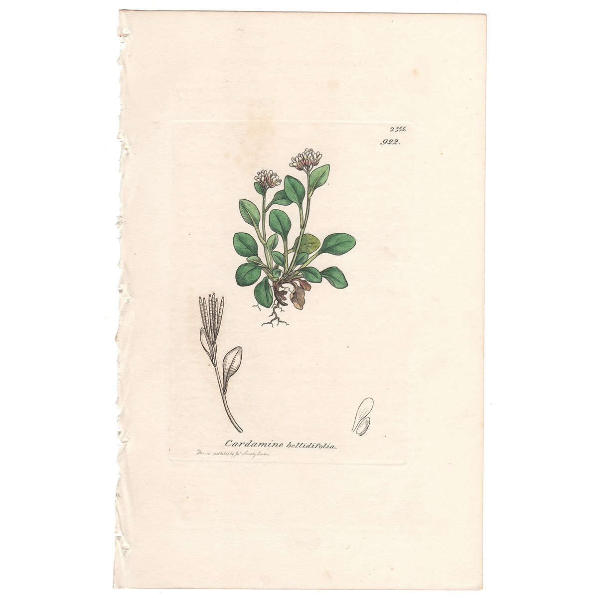 Sowerby Botany Plate 922 Daisy-leaved Lady's Smock