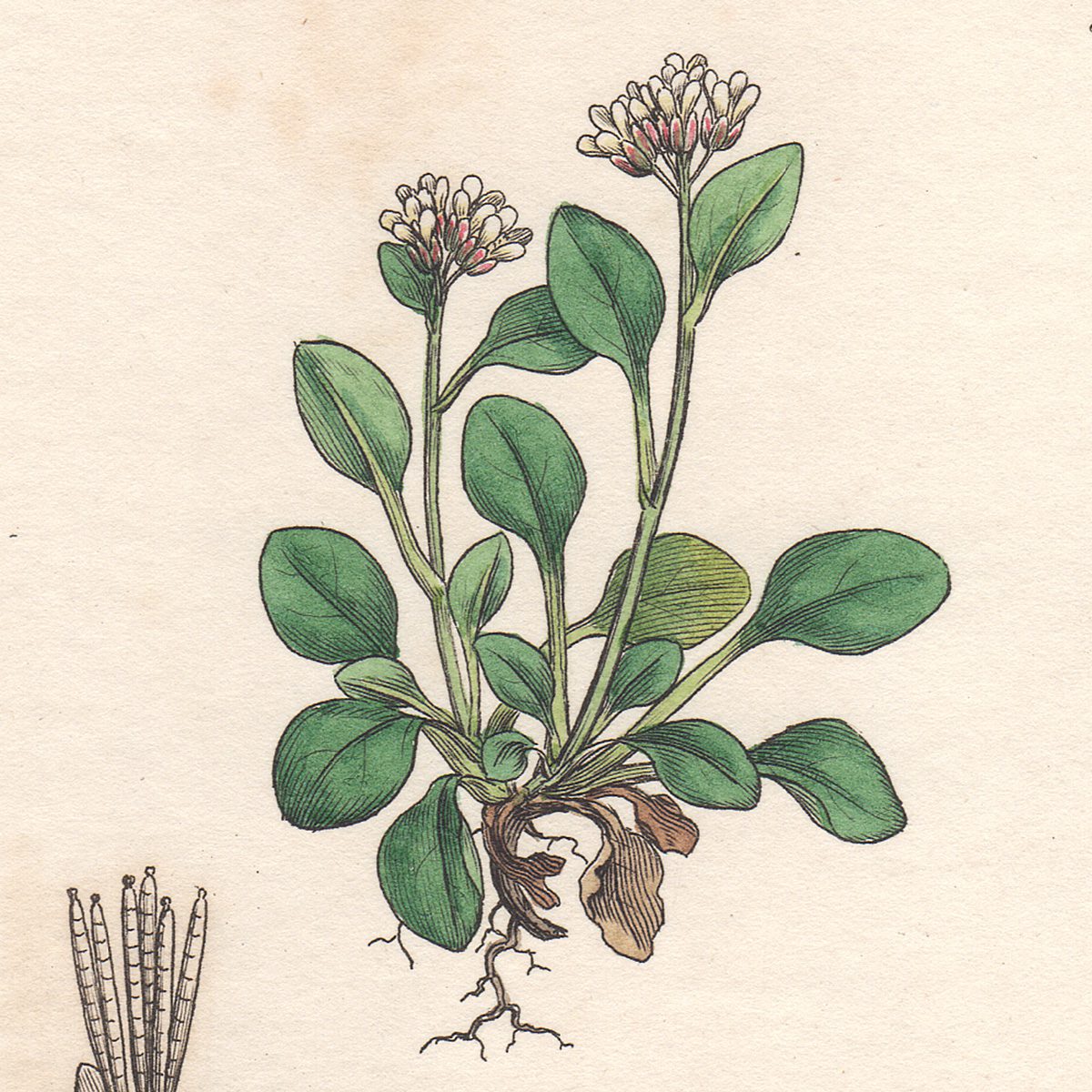 Sowerby English Botany hand-colored engraving