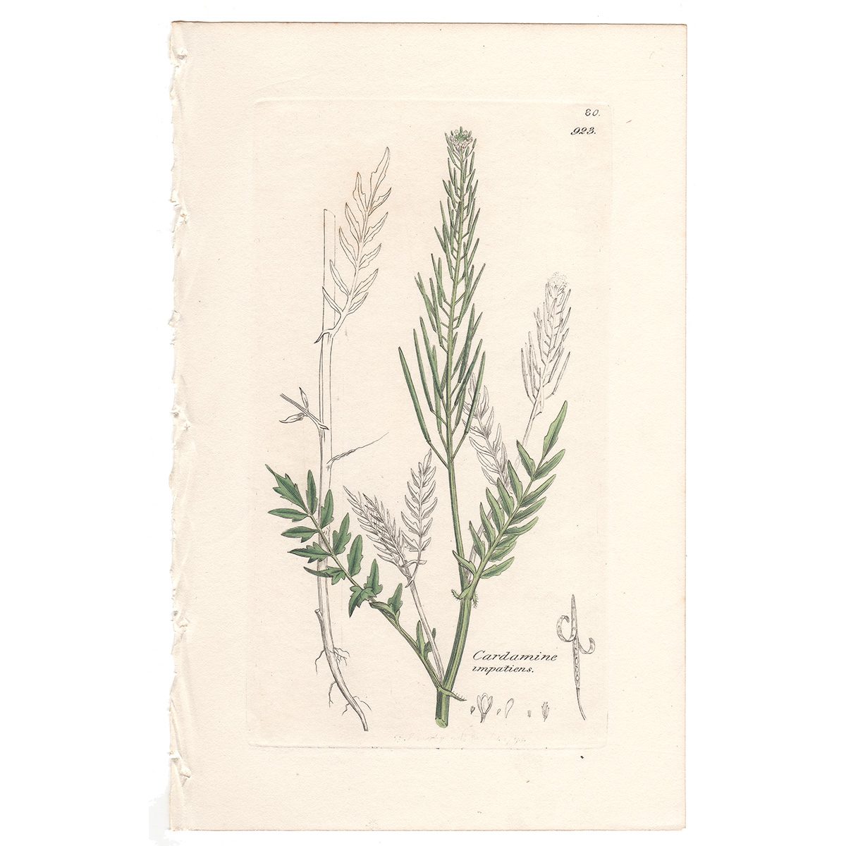 Sowerby Botany Plate 923 Narrow-leaved Bitter-cress