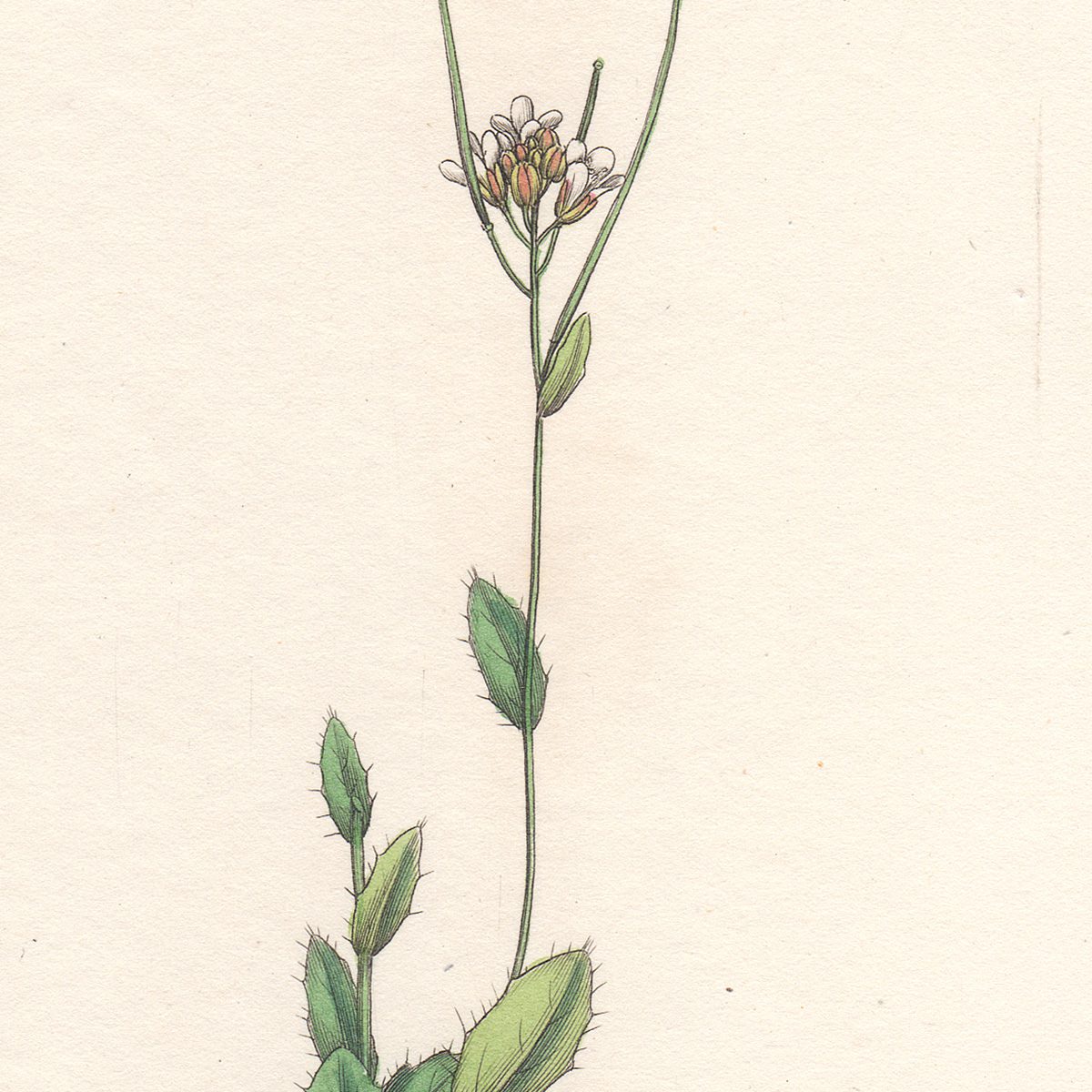 Sowerby English Botany hand-colored engraving