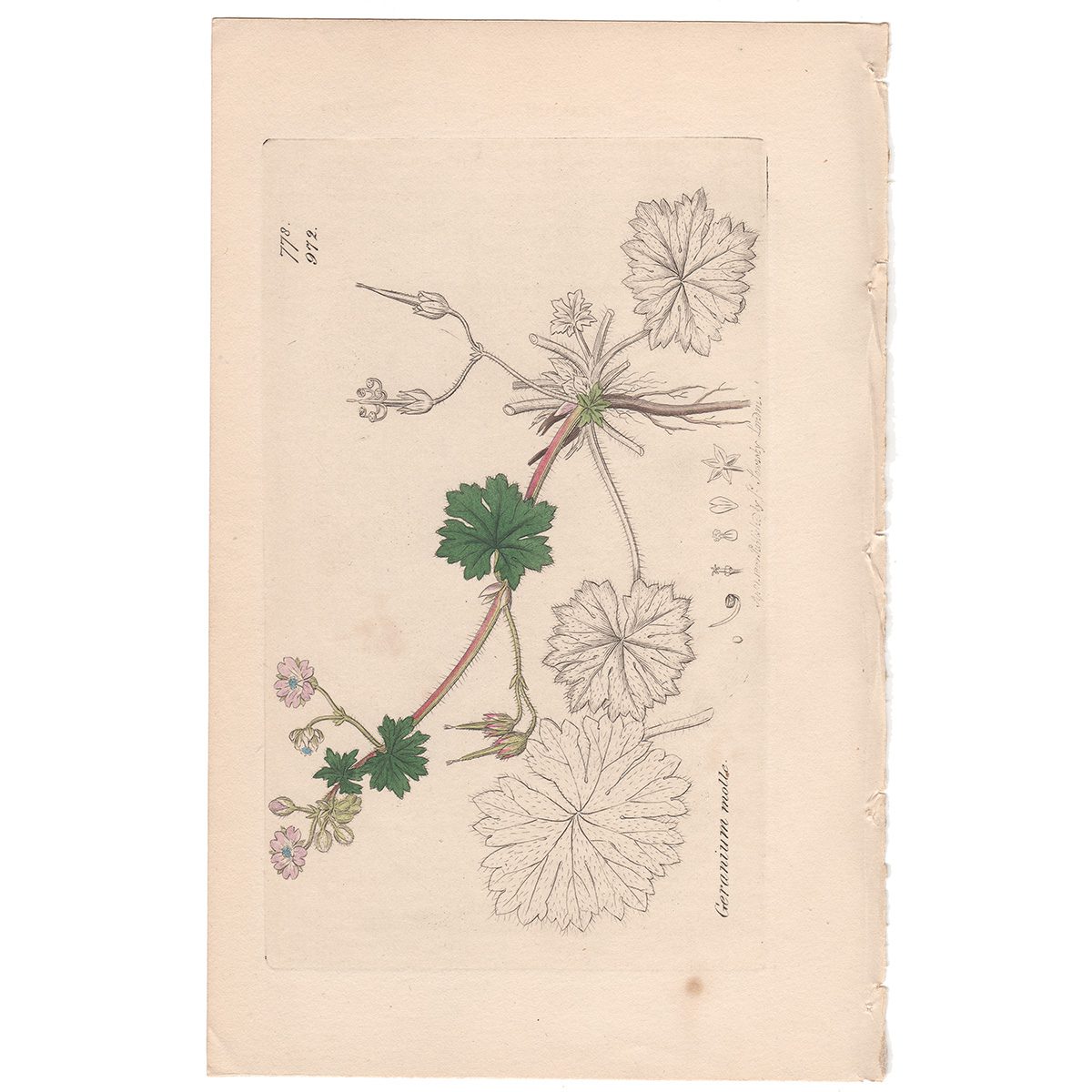 Sowerby Botany Plate 972 Sof Dove's-foot Crane's-bill
