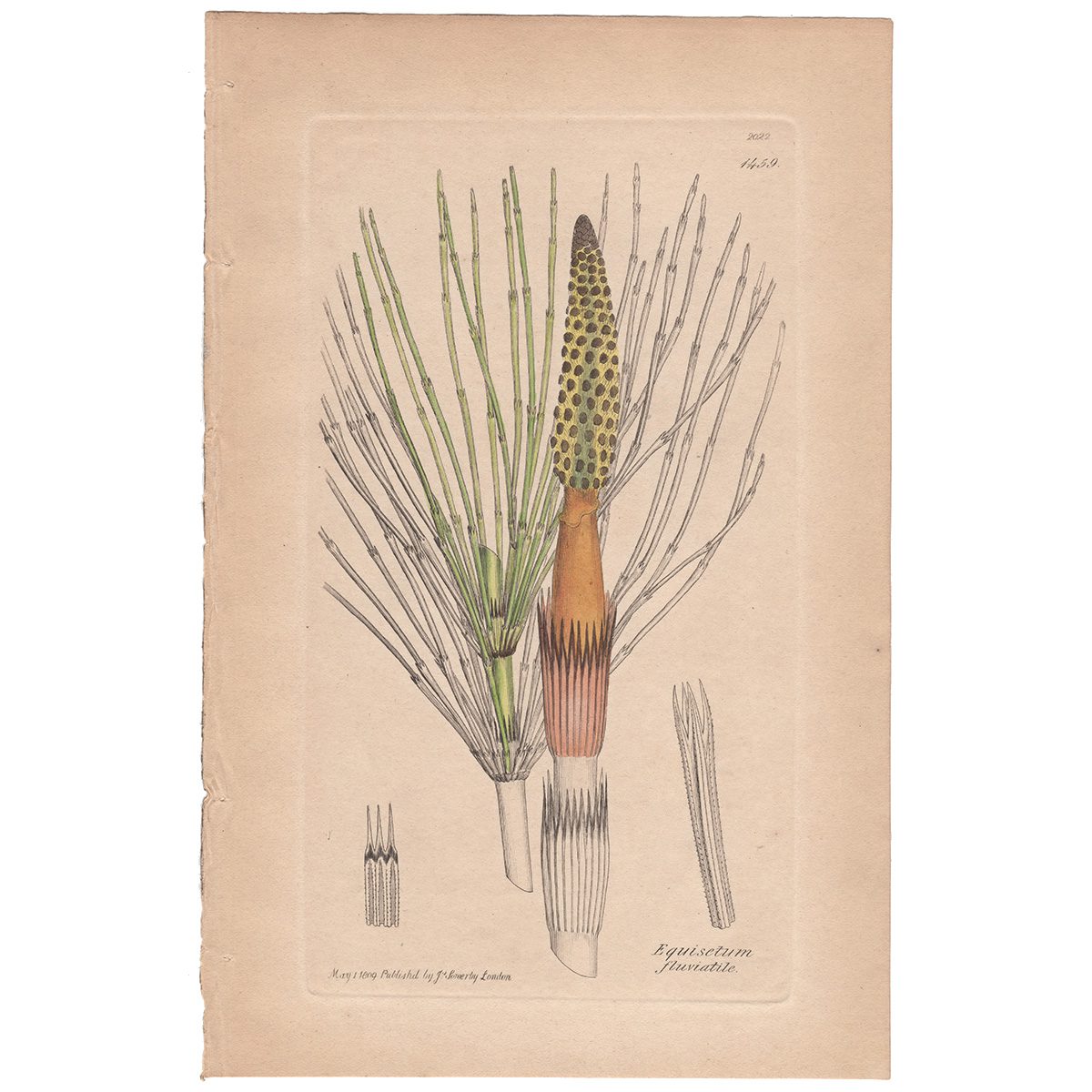 Sowerby Botany Plate 1459 Great Water Horse-tail