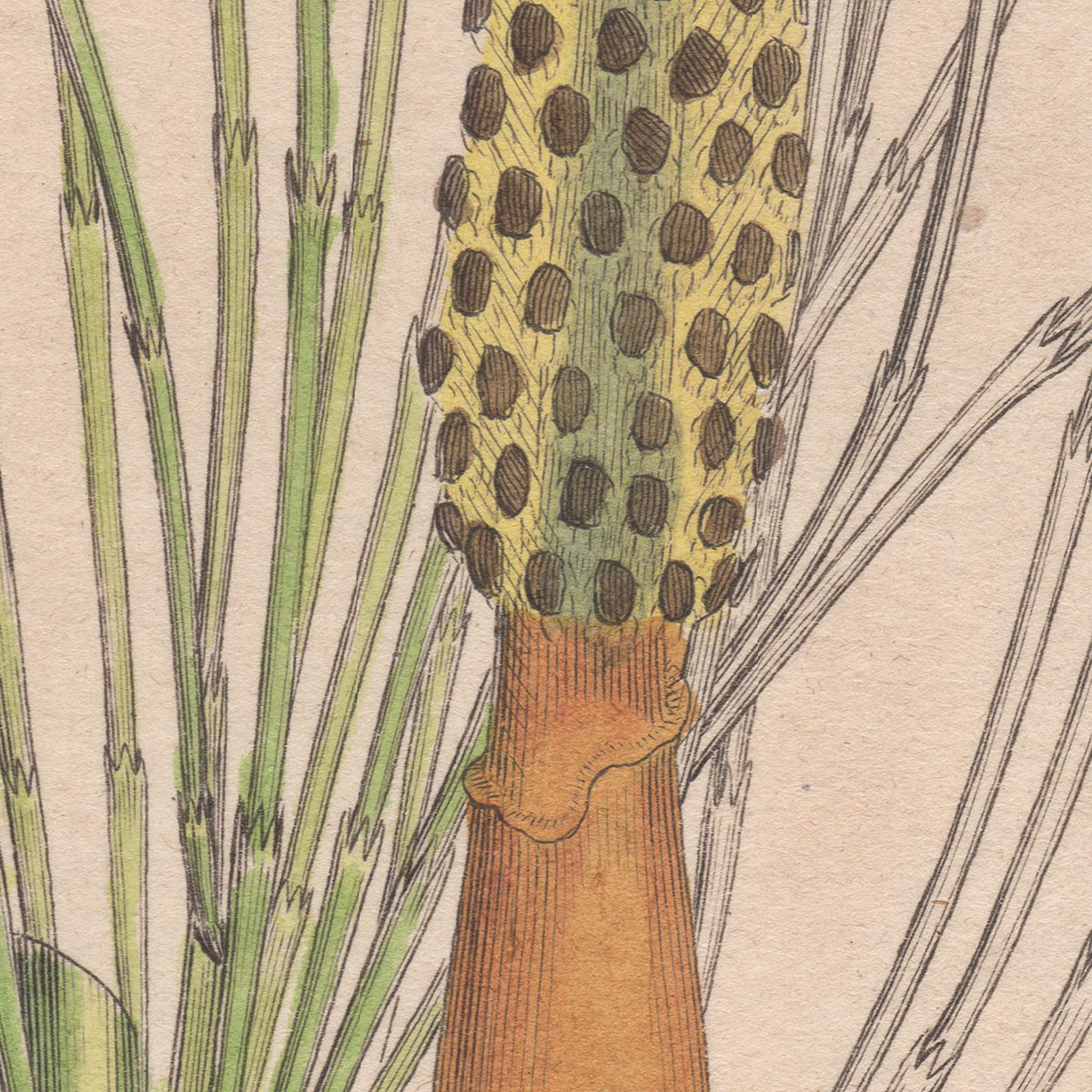 James Sowerby English Botany