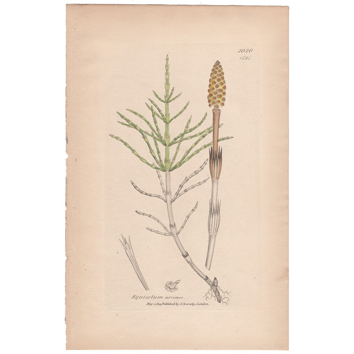 Sowerby Botany Plate 1461 Corn Horse-tail
