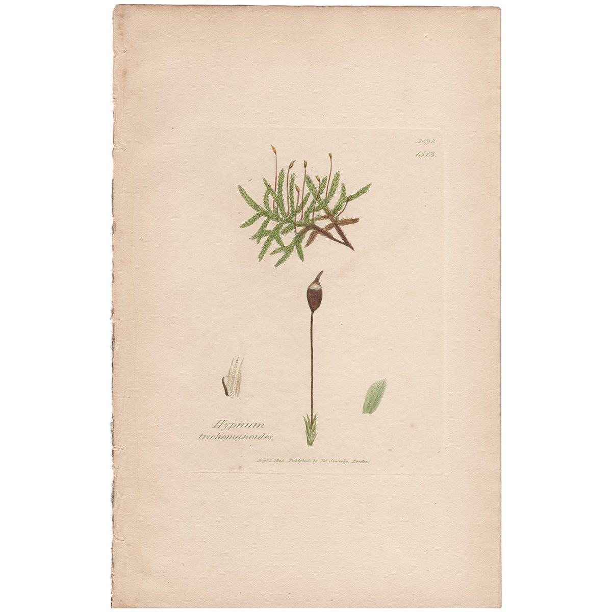Sowerby Botany Plate 1513 Blunt Fern-like Feather-Moss