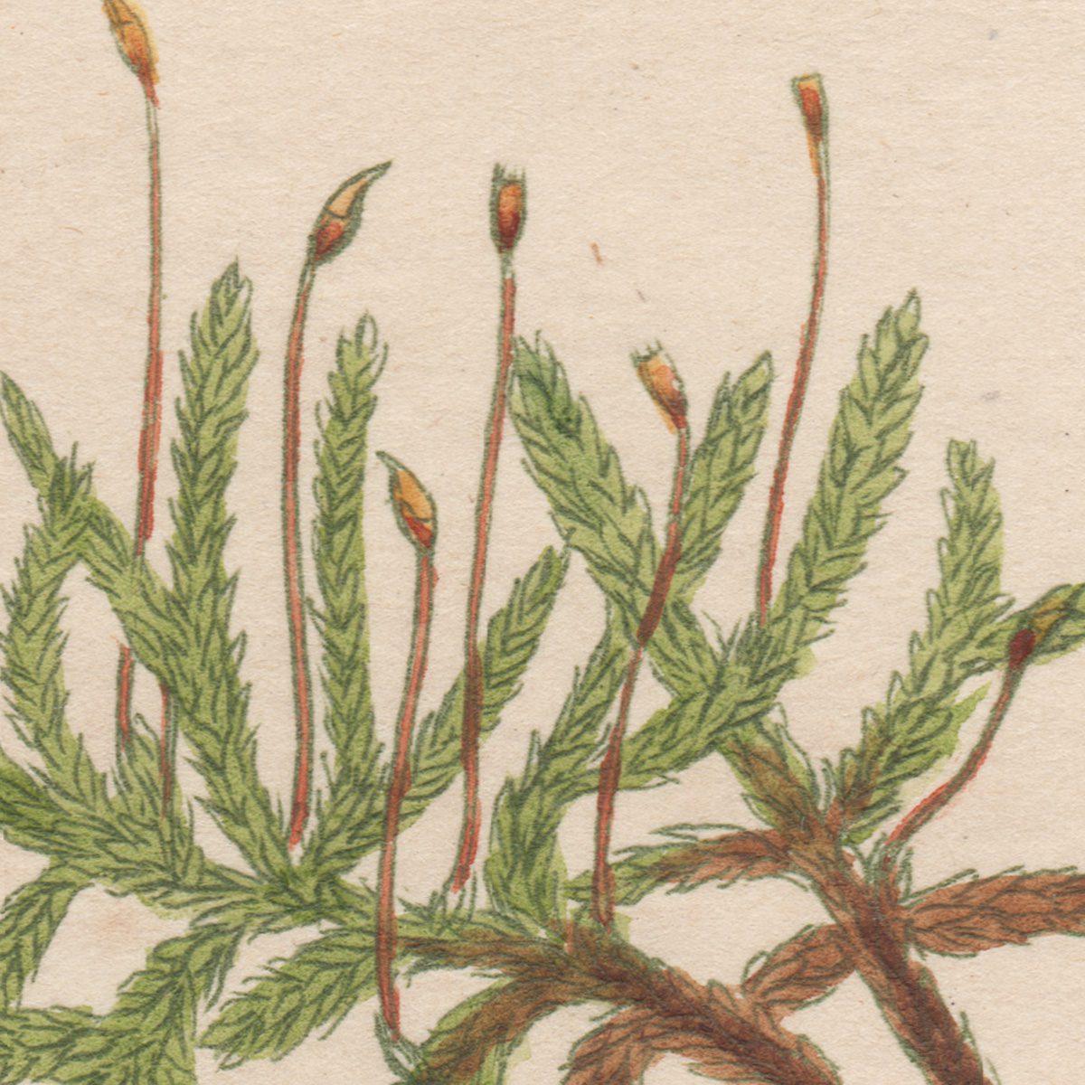 James Sowerby English Botany