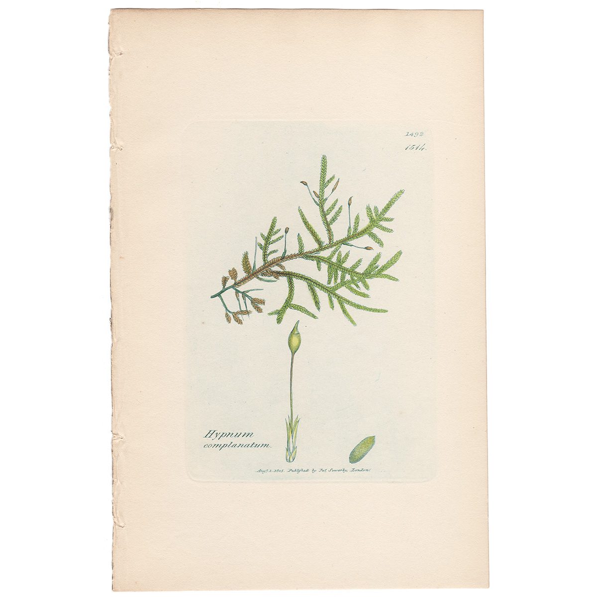 Sowerby Botany Plate 1514 Flat Feather-Moss