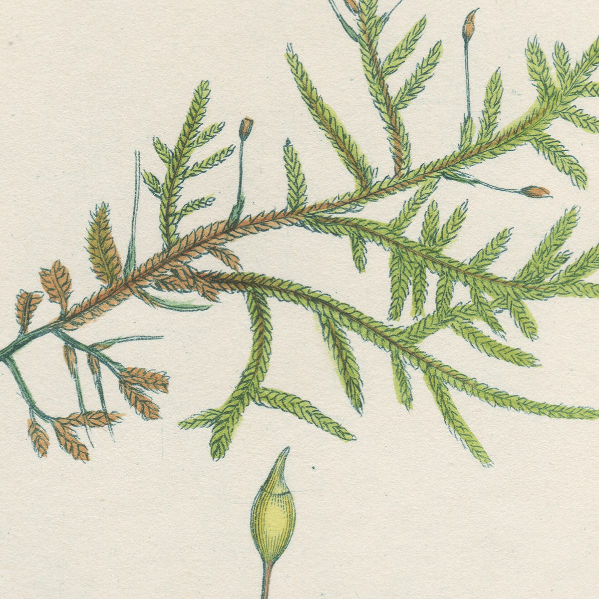 James Sowerby English Botany
