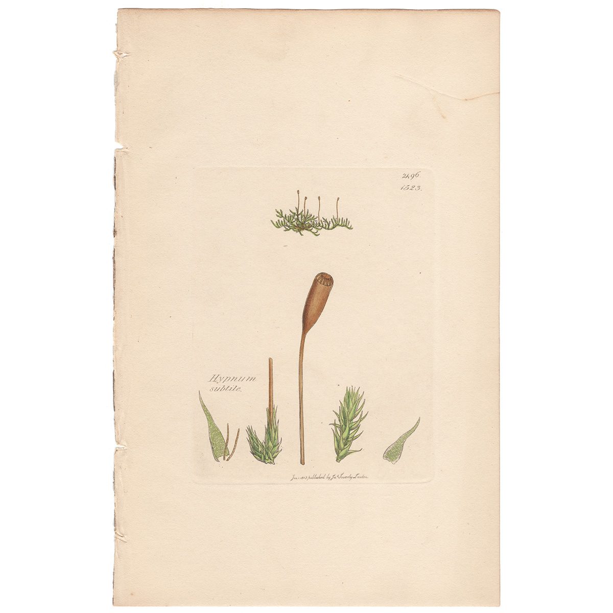 Sowerby Botany Plate 1523 Slender Feather Moss