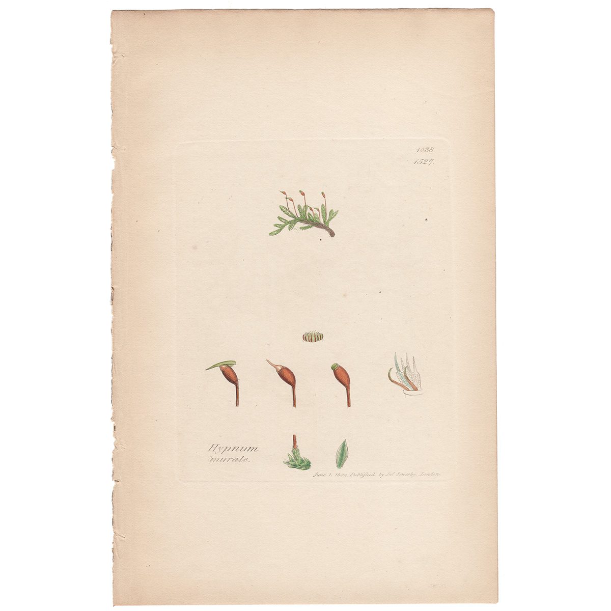 Sowerby Botany Plate 1527 Wall Feather Moss