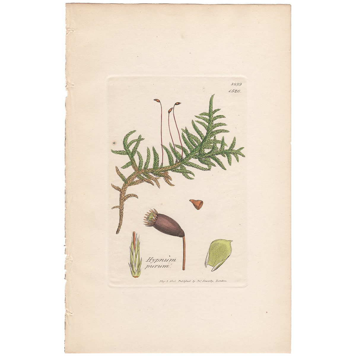 Sowerby Botany Plate 1528 Neat meadow Feather Moss