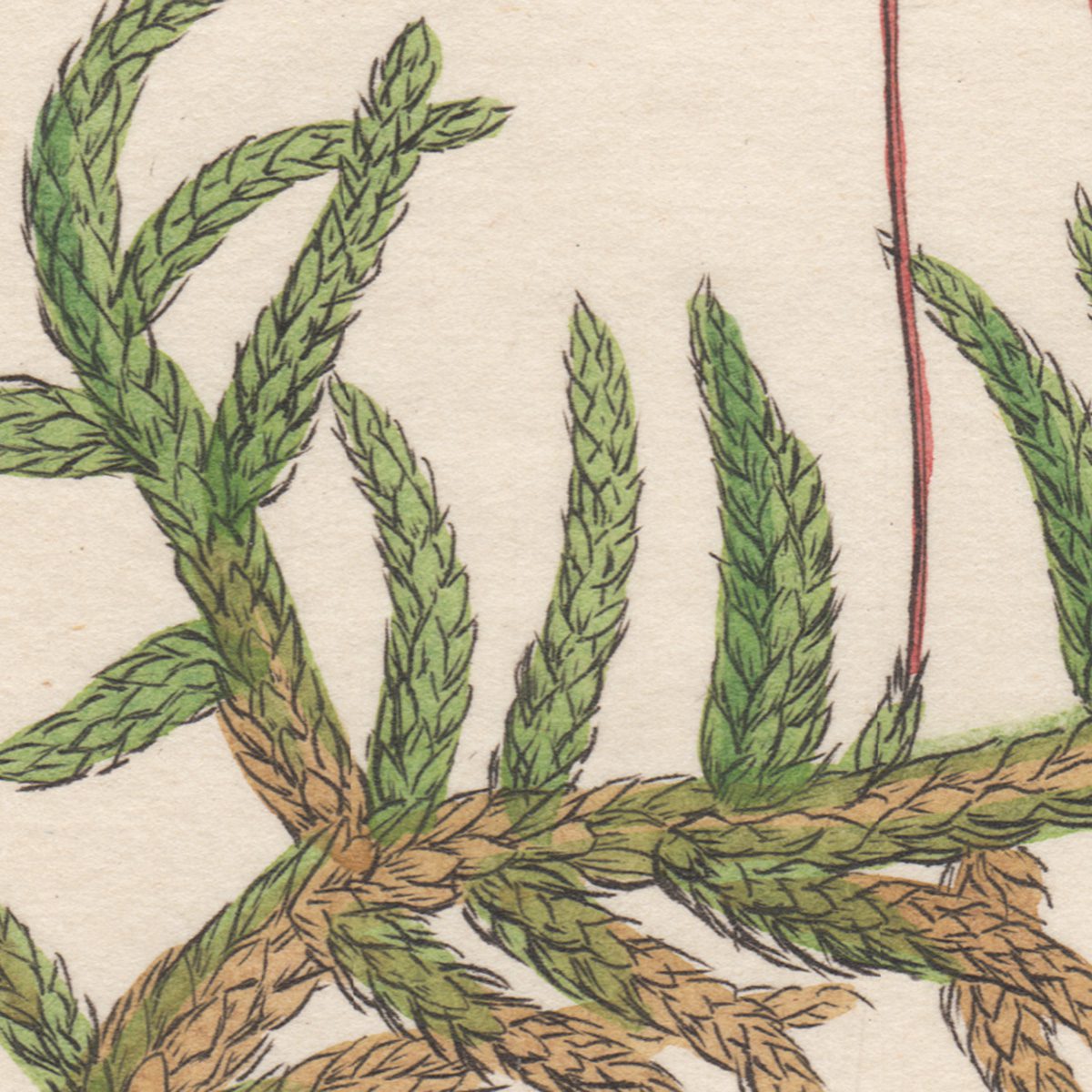 Sowerby Botany Plate 1528 Neat meadow Feather Moss - Image 2