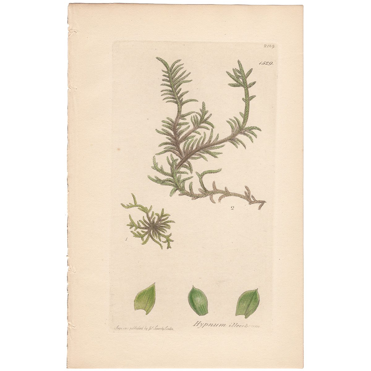 Sowerby Botany Plate 1529 Glass-wort Feather Moss