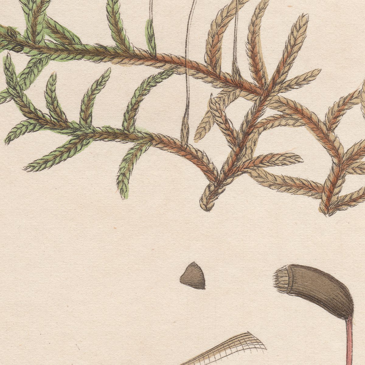 Sowerby Botany Plate 1531 Schreberian Feather Moss - Image 2