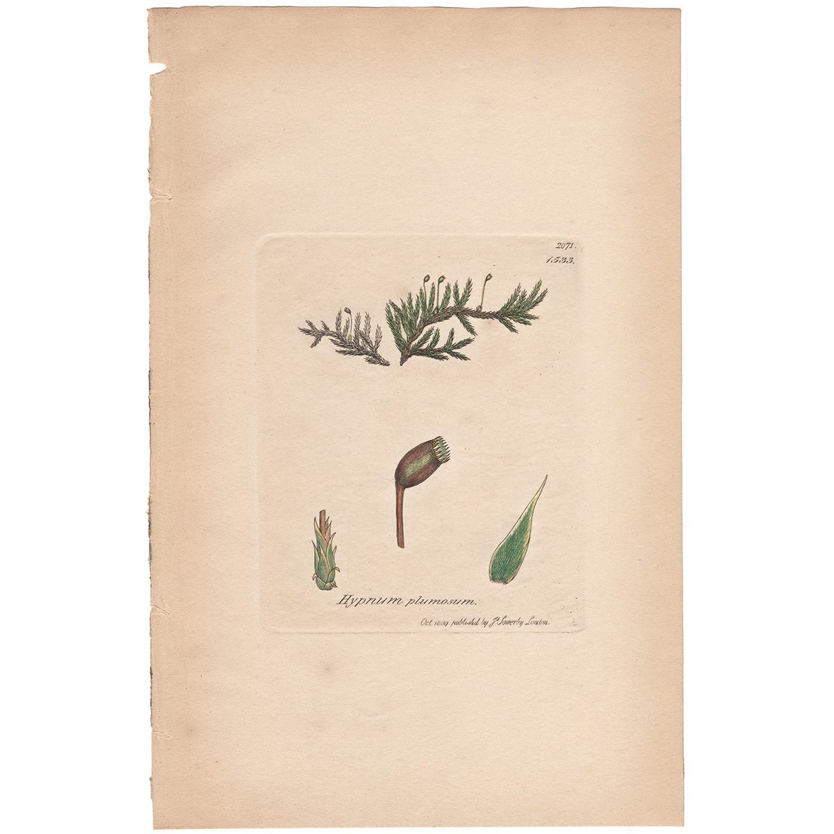 Sowerby Botany Plate 1533 Rusty silky Feather Moss