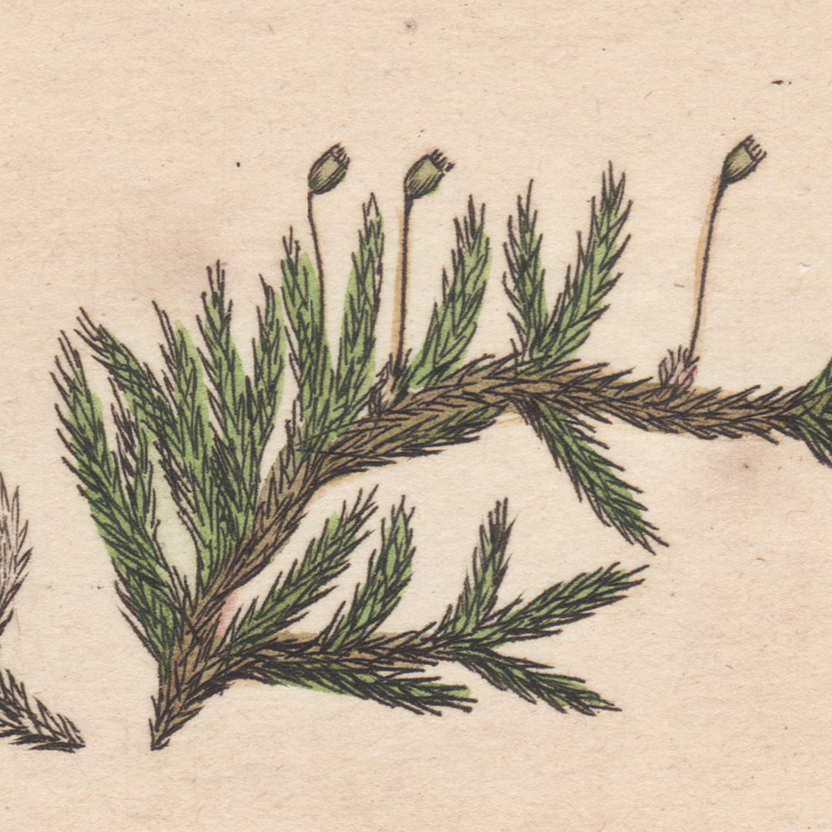 James Sowerby English Botany