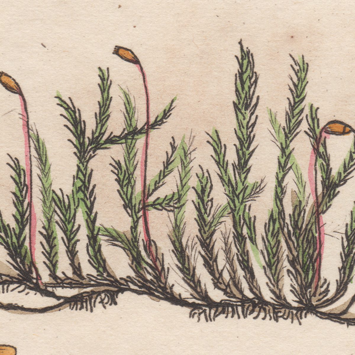 James Sowerby English Botany