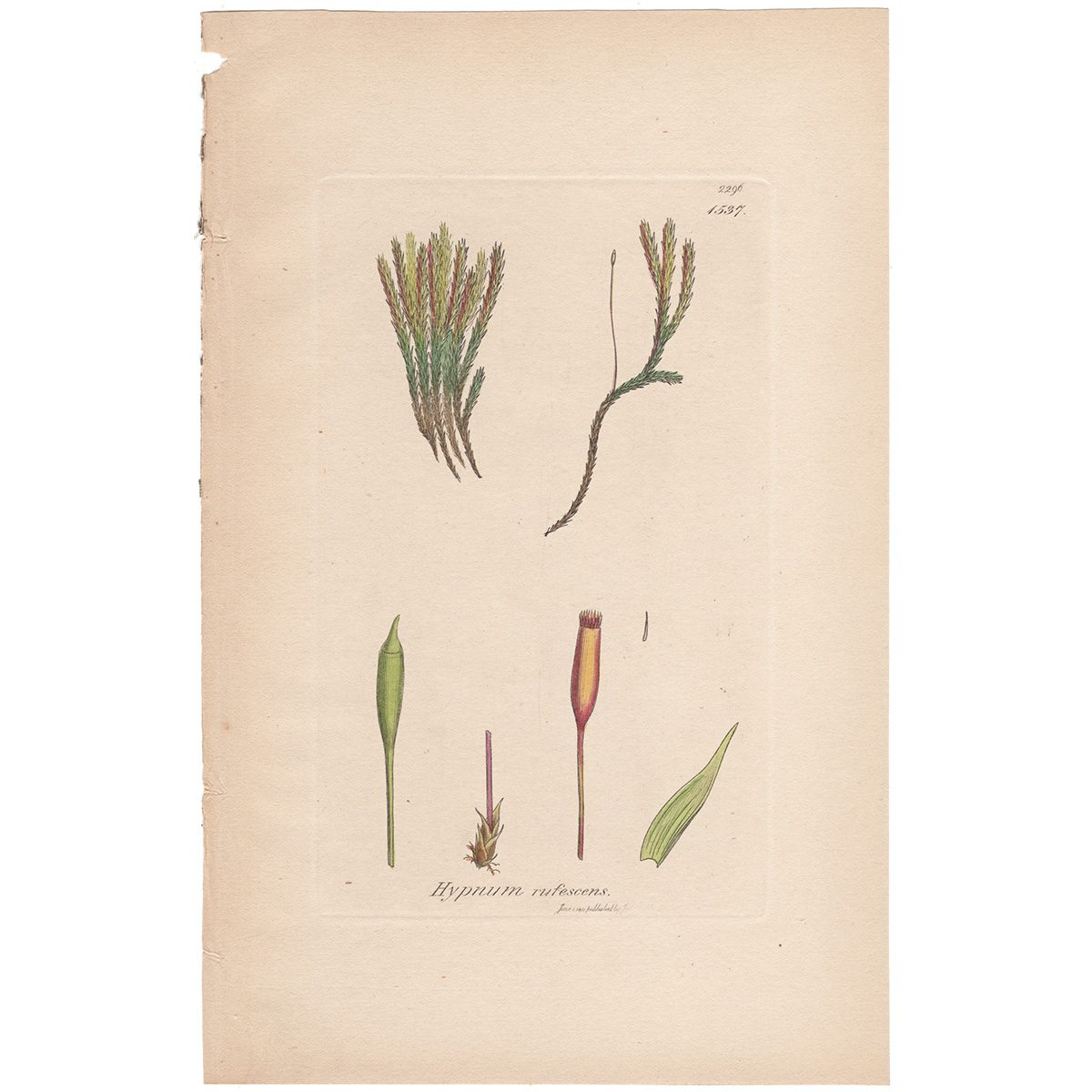 Sowerby Botany Plate 1537 Red Mountain Feather-Moss, Many-fruited Feather-Moss