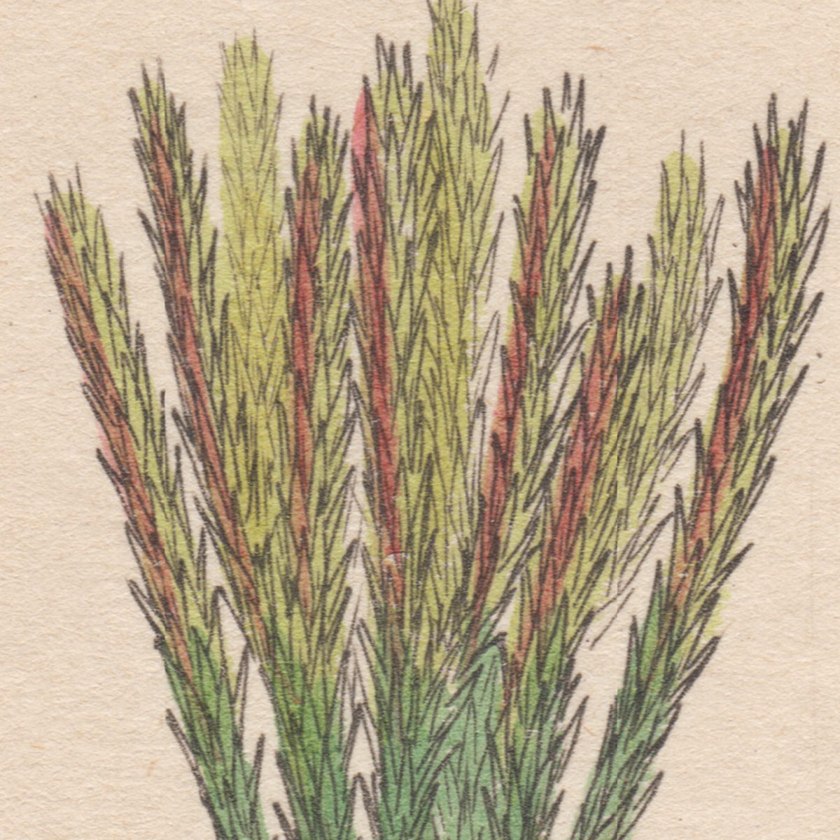 James Sowerby English Botany
