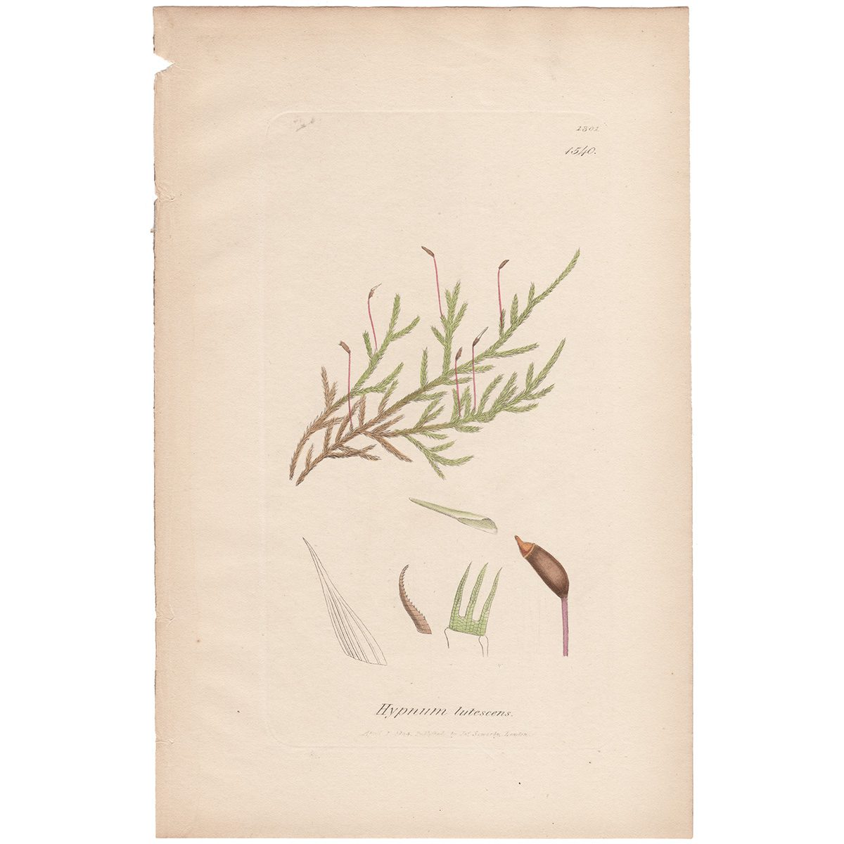 Sowerby Botany Plate 1540 Rough-stalked yellowish Feather-Moss