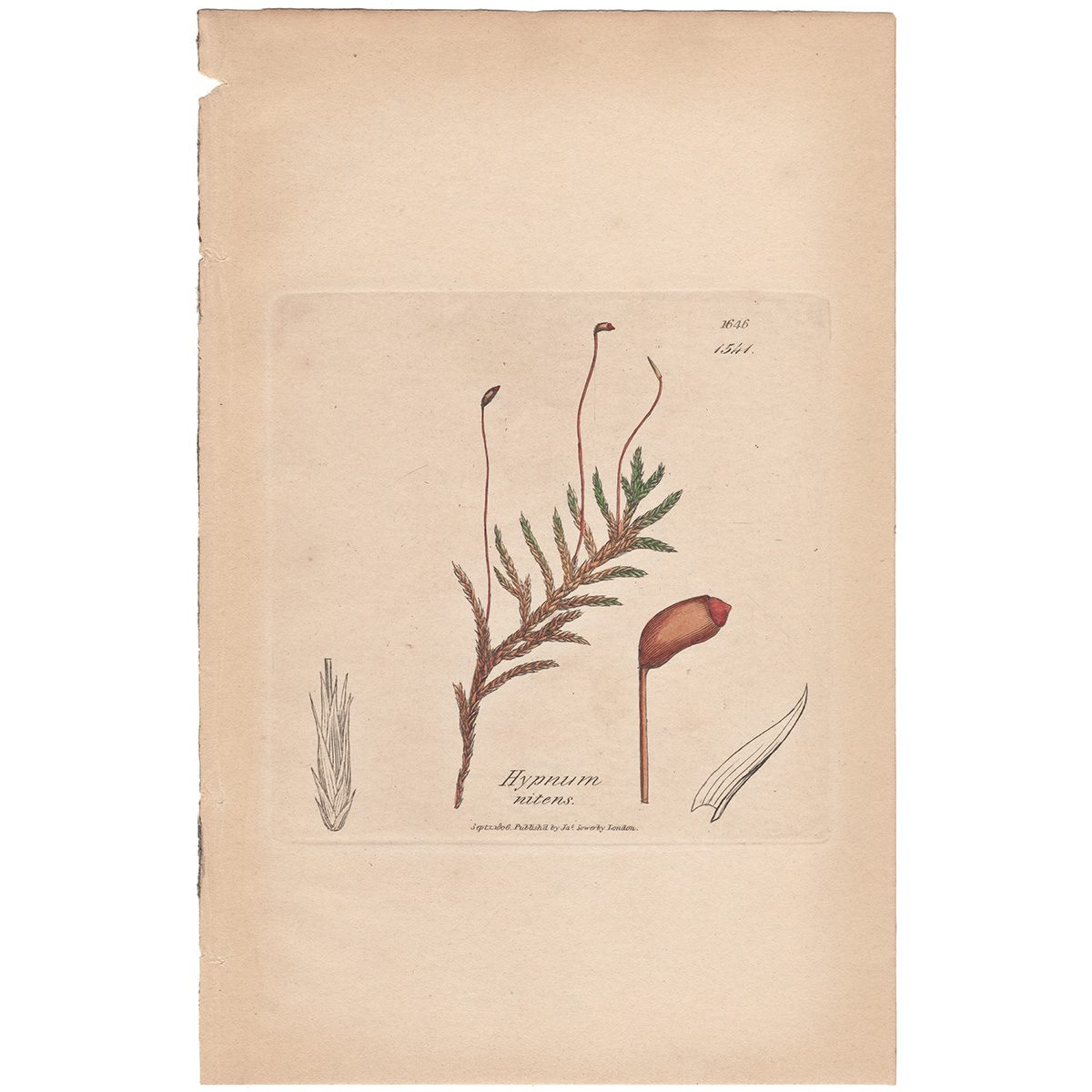 Sowerby Botany Plate 1541 Shining yellowish Feather-Moss