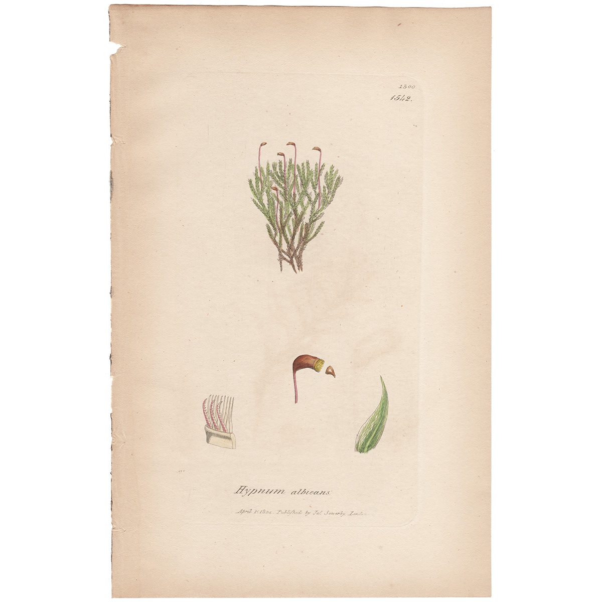 Sowerby Botany Plate 1542 Whitish silky Feather-Moss