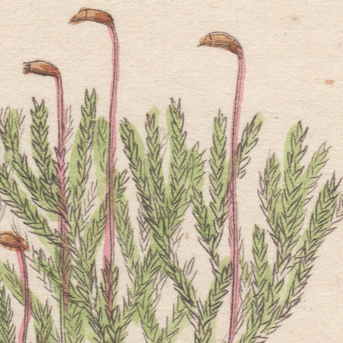 James Sowerby English Botany