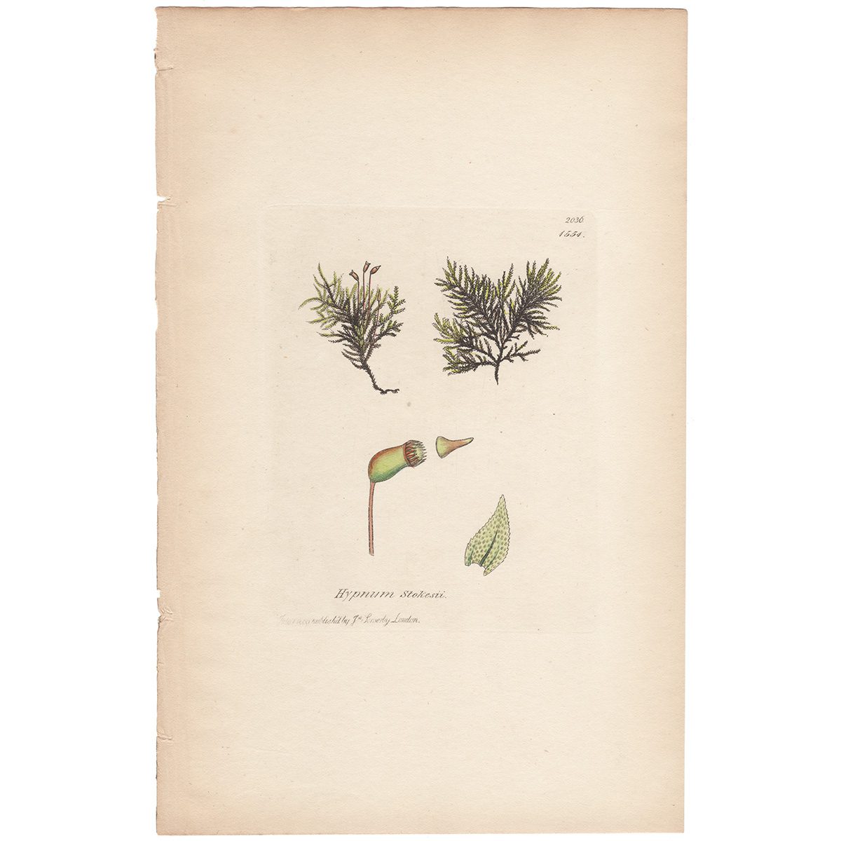Sowerby Botany Plate 1551 Alpine trailing Feather-Moss